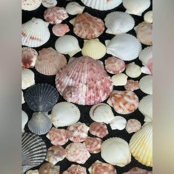 50 Colorful FLORIDA CALICO SCALLOPS SHELLS CRAFTING DIY COLLECTING MIXED LOT - Picture 14 of 17